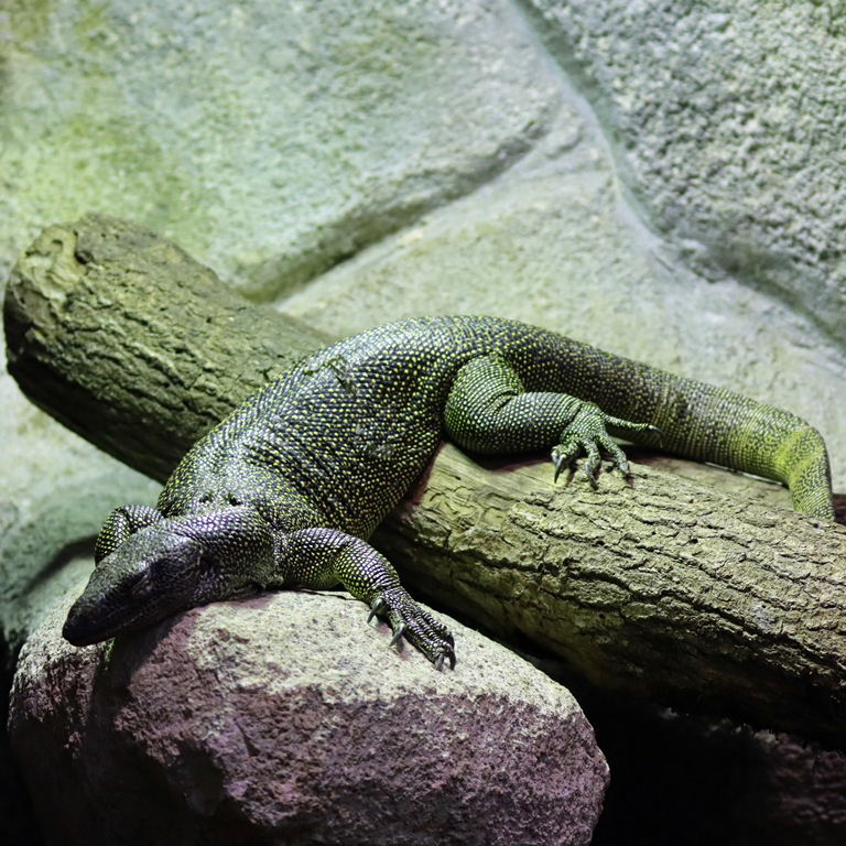 Mangrove Monitor Lizard