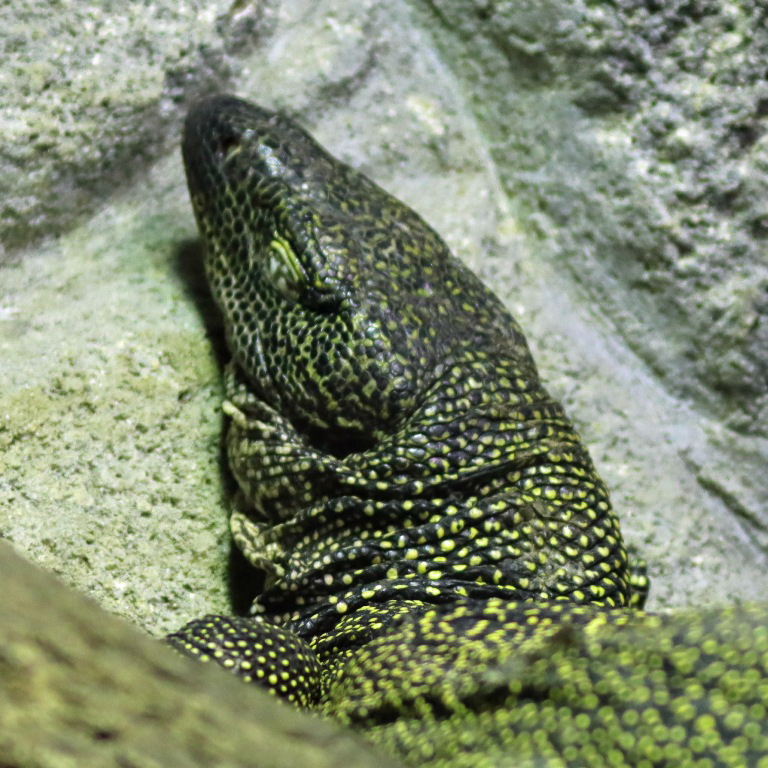 Mangrove Monitor Lizard