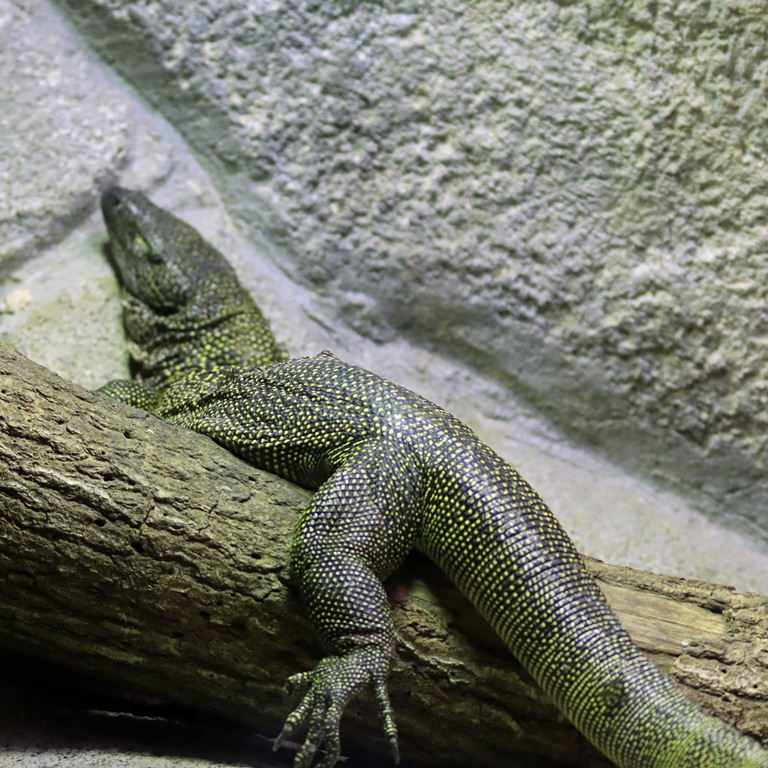 Mangrove Monitor Lizard