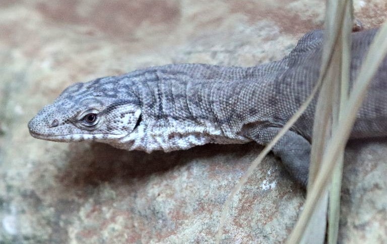 Pygmy Mulga Monitor Lizard head