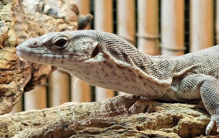 Pygmy Mulga Monitor Lizard head