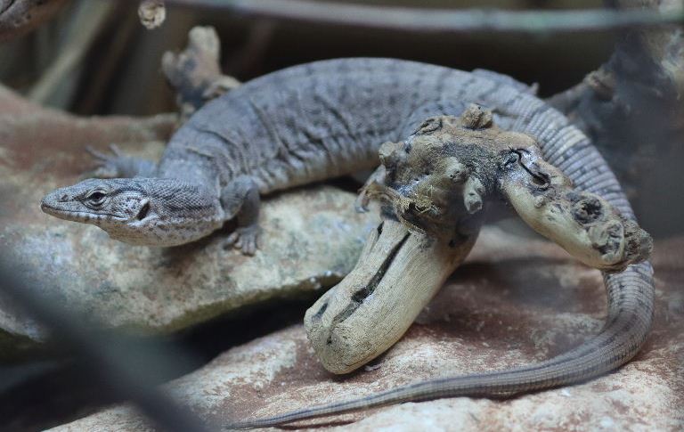 Pygmy Mulga Monitor Lizard