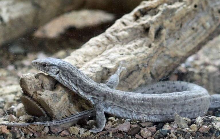 Pygmy Mulga Monitor Lizard