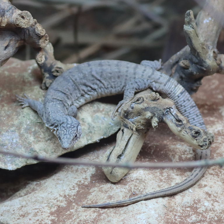 Pygmy Mulga Monitor Lizard