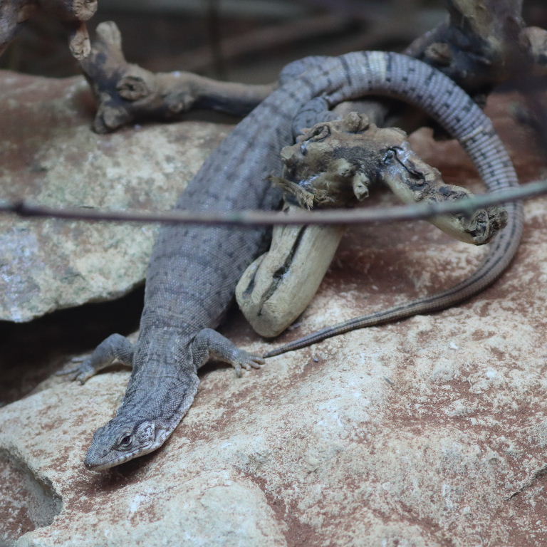 Pygmy Mulga Monitor Lizard
