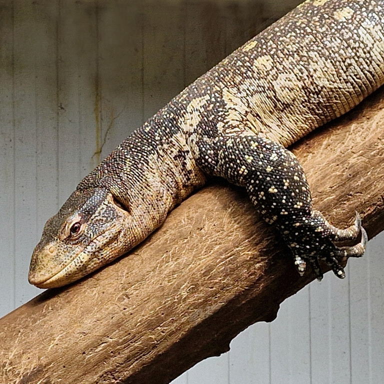 Nile Monitor