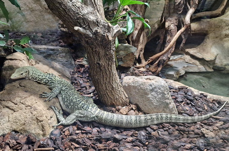 Quince Monitor