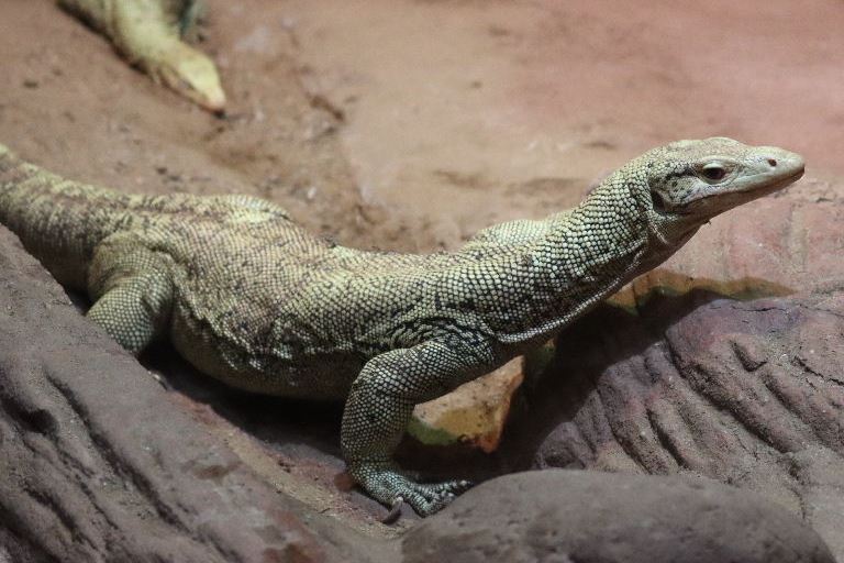 Quince Monitor