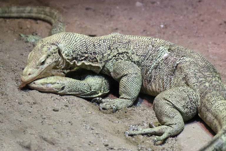 Quince Monitor