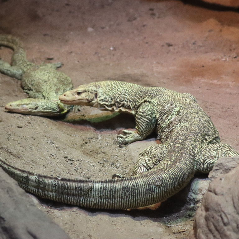 Quince Monitor