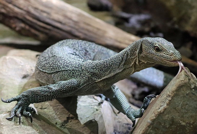 Turquoise Monitor Lizard