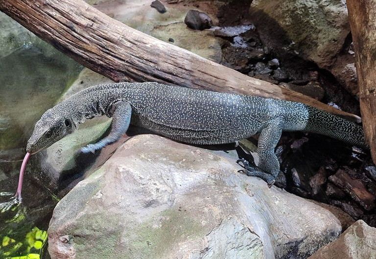 Turquoise Monitor Lizard