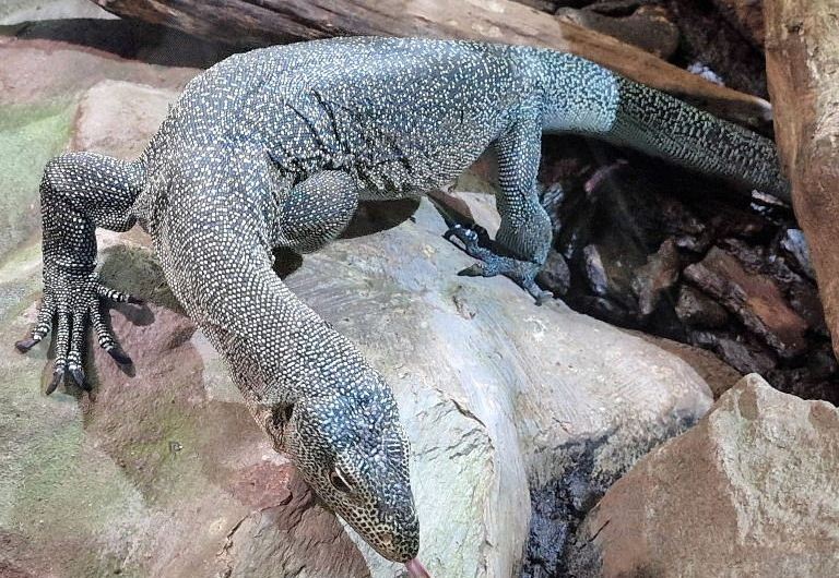 Turquoise Monitor Lizard