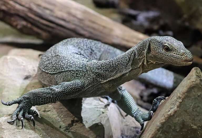 Turquoise Monitor Lizard