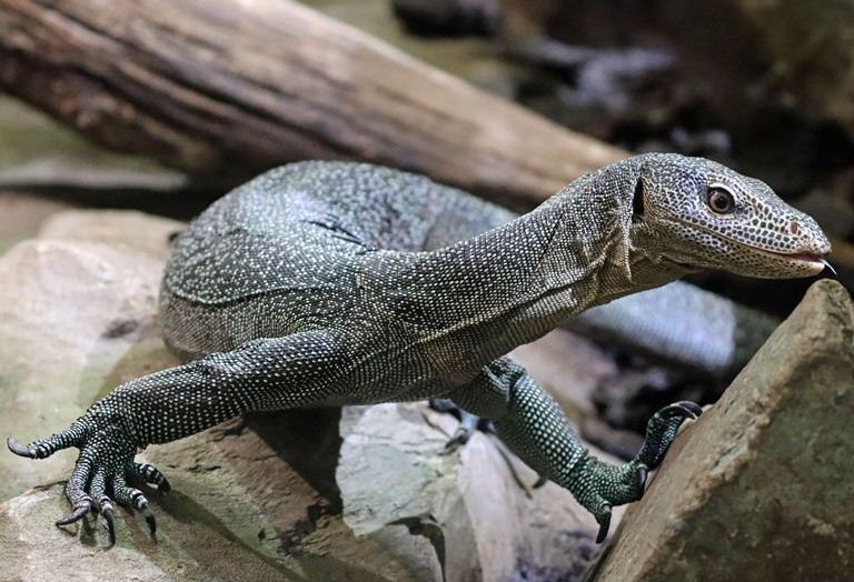 Turquoise Monitor Lizard