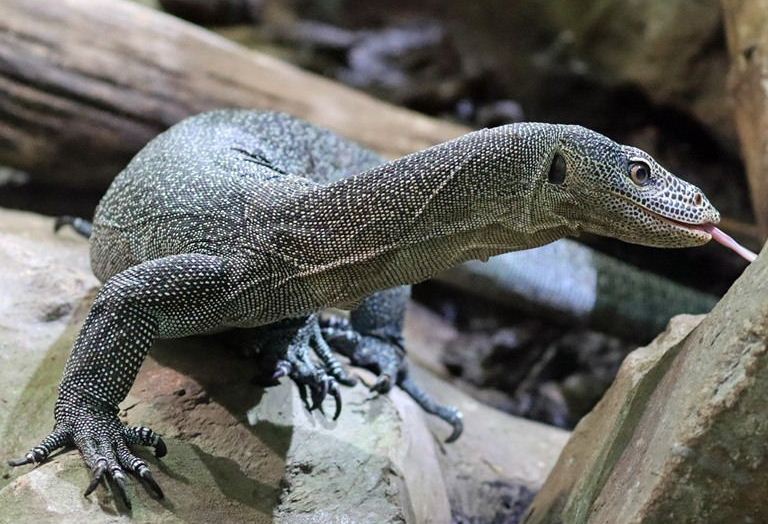 Turquoise Monitor Lizard