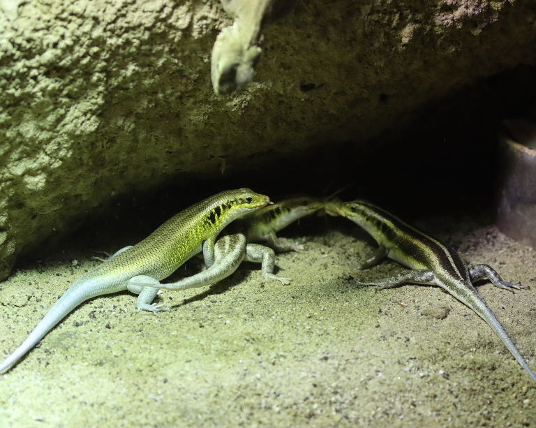 Skink vs. Agama