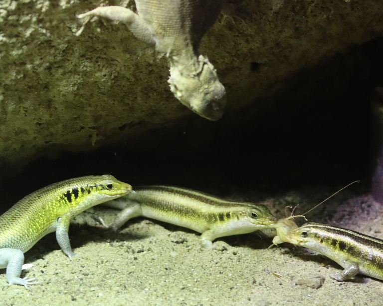 Skink vs. Agama
