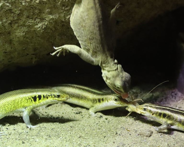 Skink vs. Agama