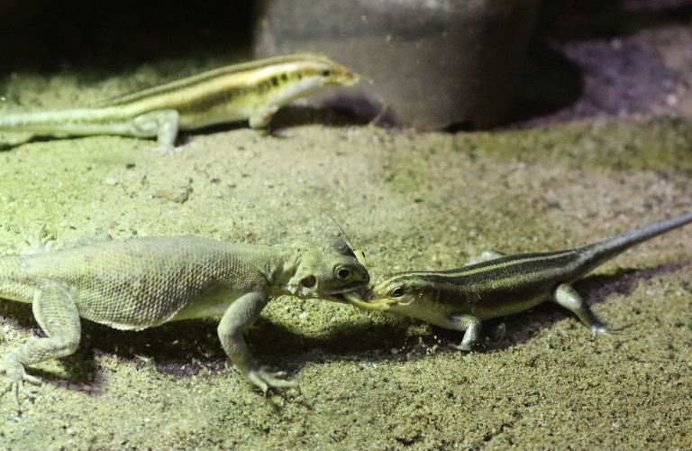 Skink vs. Agama