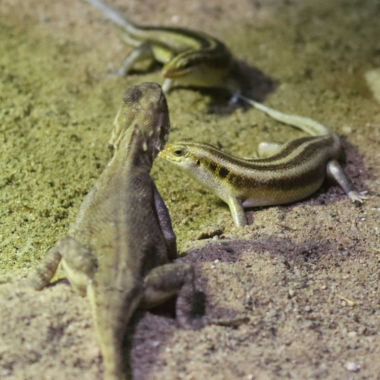 Skink vs. Agama
