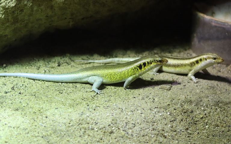 African Five-lined Rainbow Skink