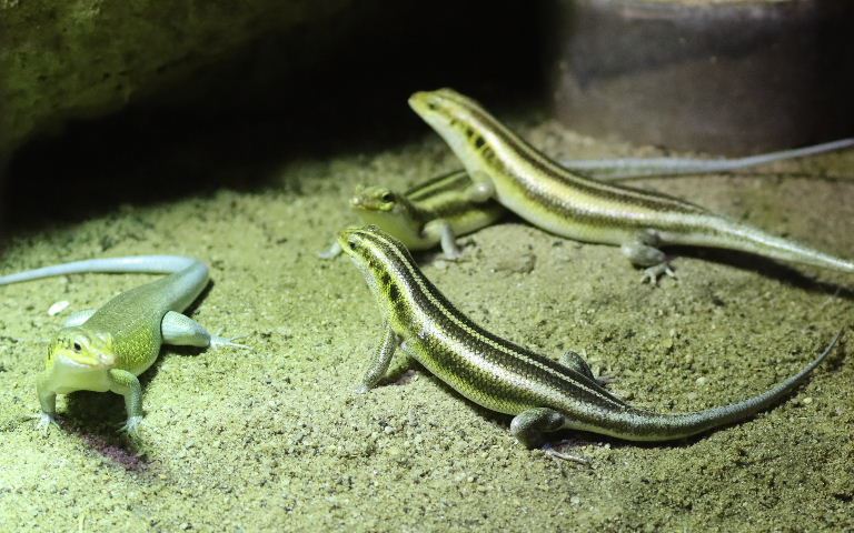 African Five-lined Rainbow Skink