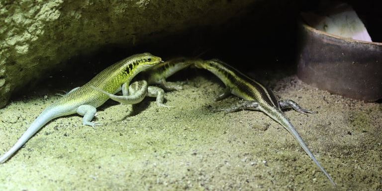 African Five-lined Rainbow Skink
