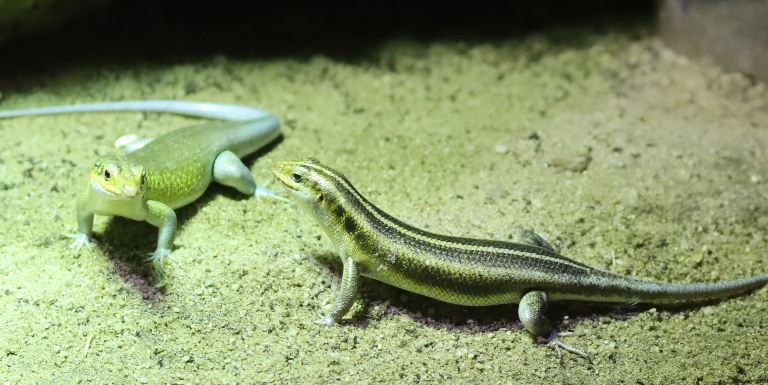 African Five-lined Rainbow Skink