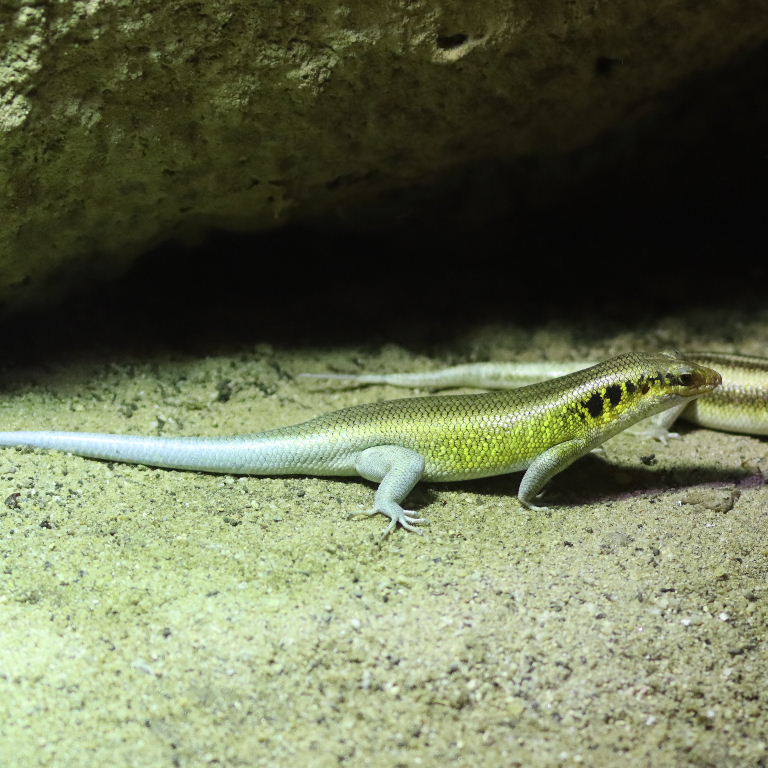 African Five-lined Rainbow Skink