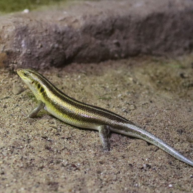 African Five-lined Rainbow Skink