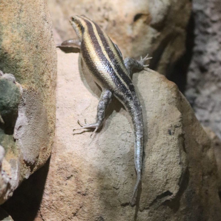 African Five-lined Rainbow Skink