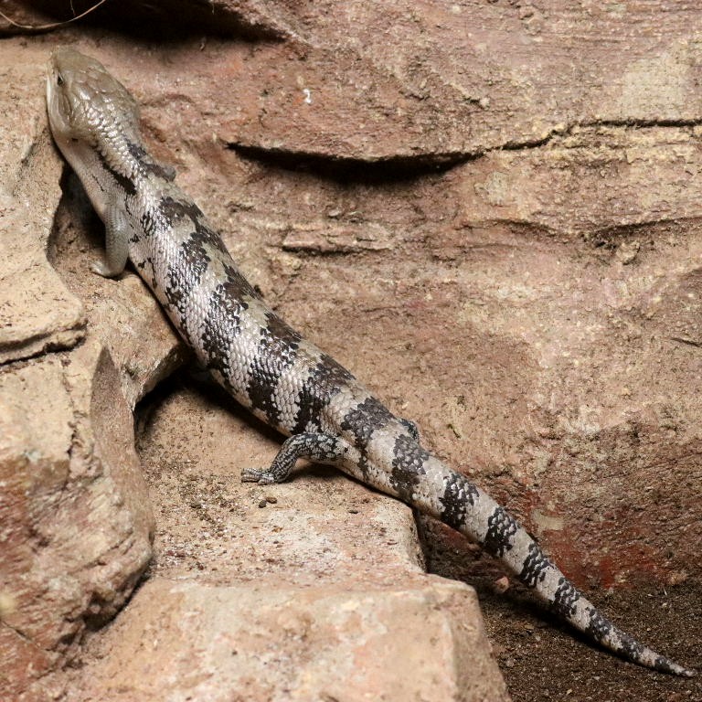 Eastern Blue-tongued Skink