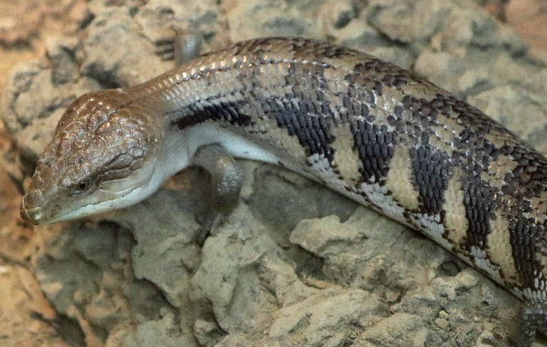 Common Blue-tongued Skink