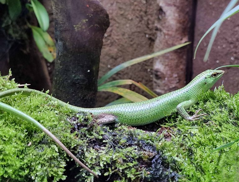 Emerald Tree Skink
