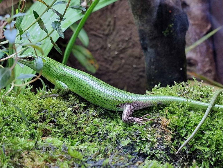 Emerald Tree Skink