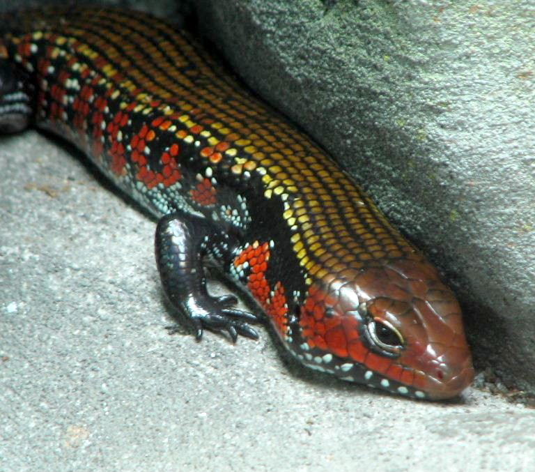 Fire Skink