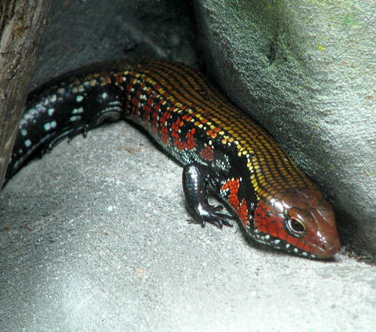 Fire Skink