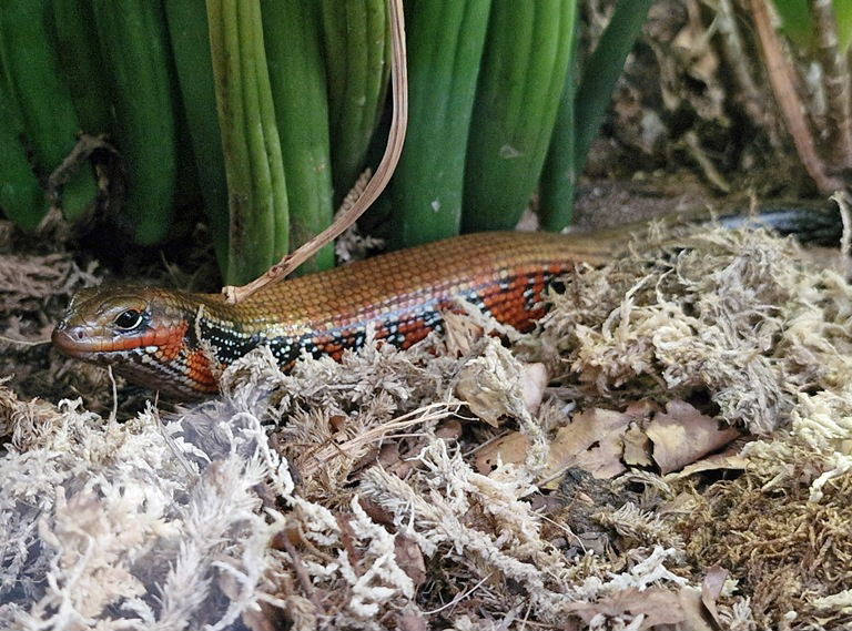 Fire Skink