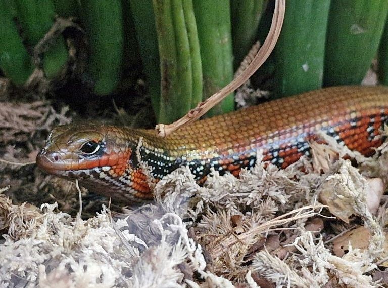 Fire Skink