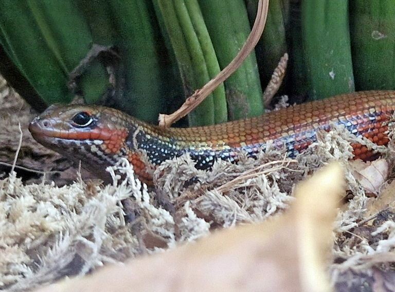 Fire Skink