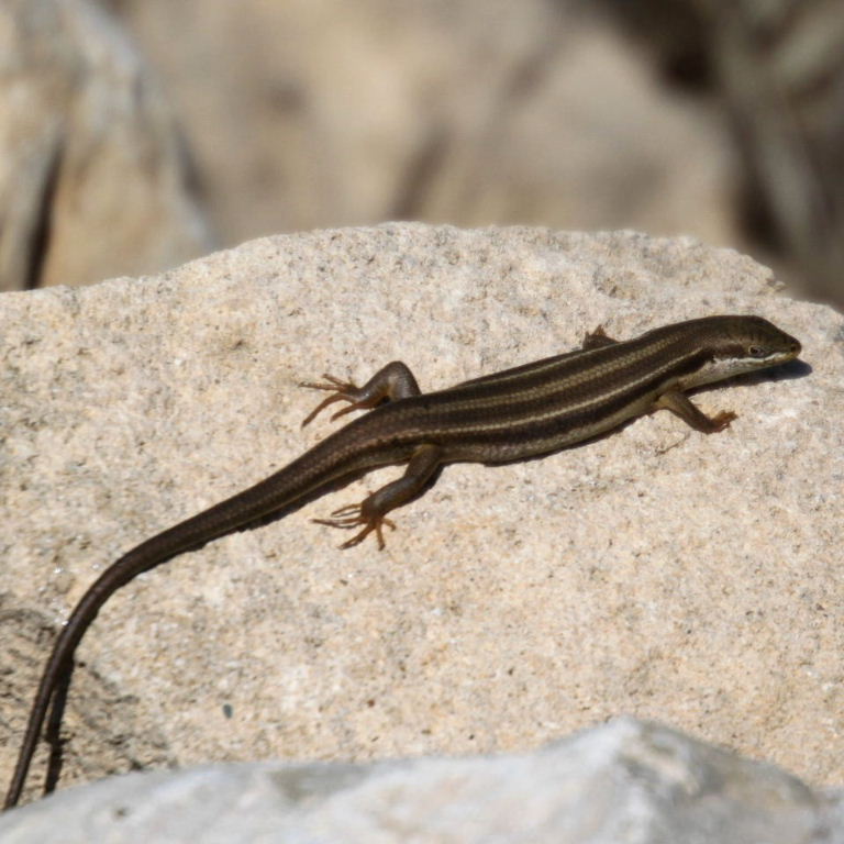 Bridled Skink