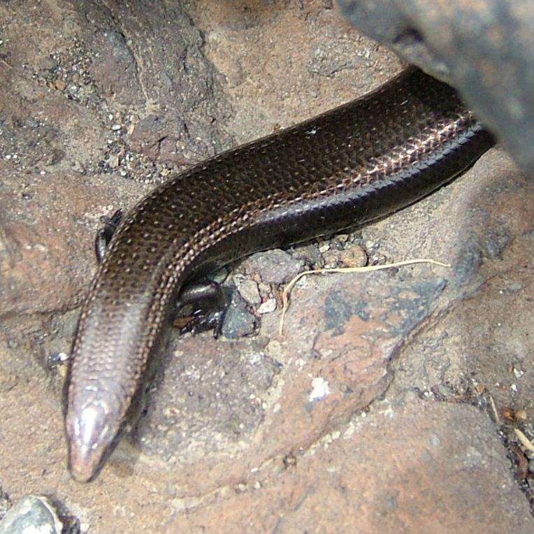 West Canary Skink