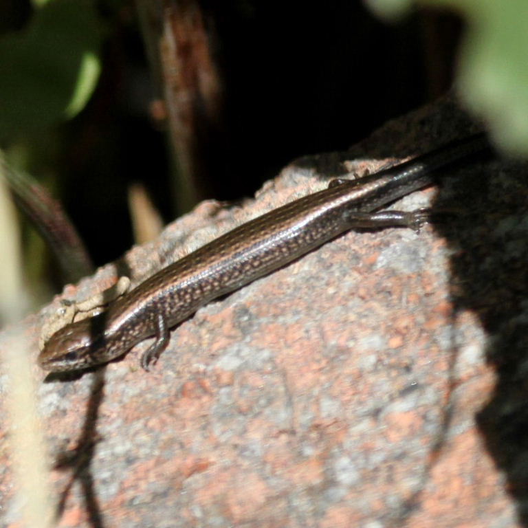 Himalayan Ground Skink