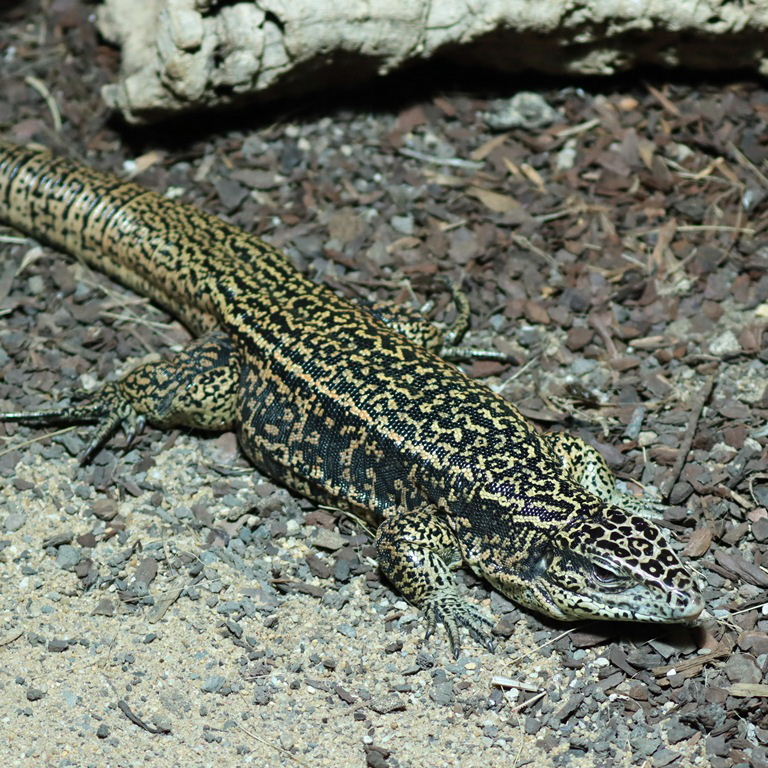 Cryptic Golden Tegu