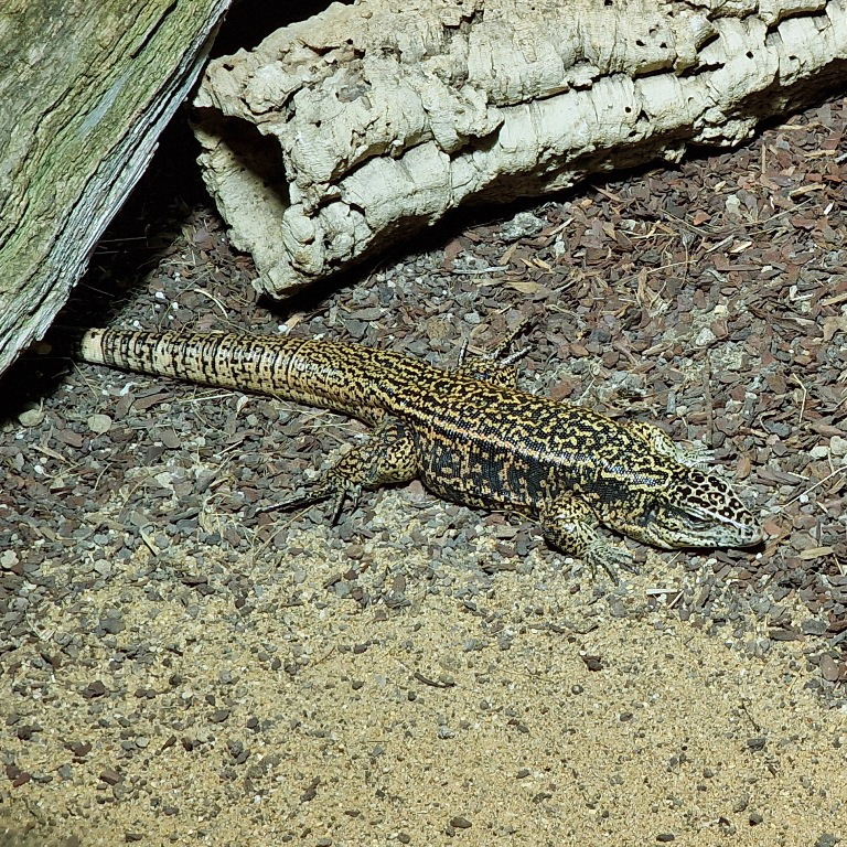 Cryptic Golden Tegu