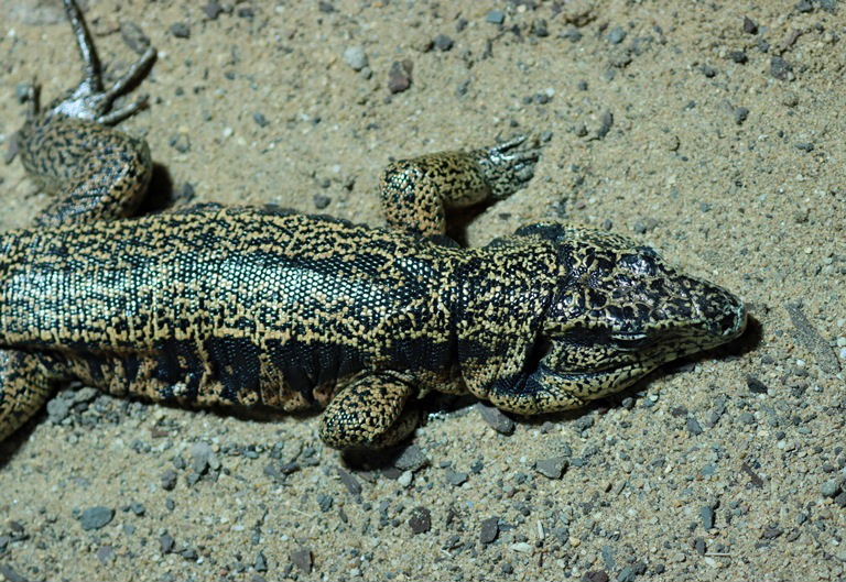 Cryptic Golden Tegu