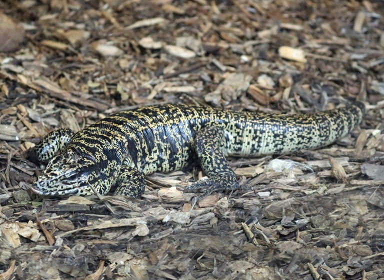 Gold or Common Tegu