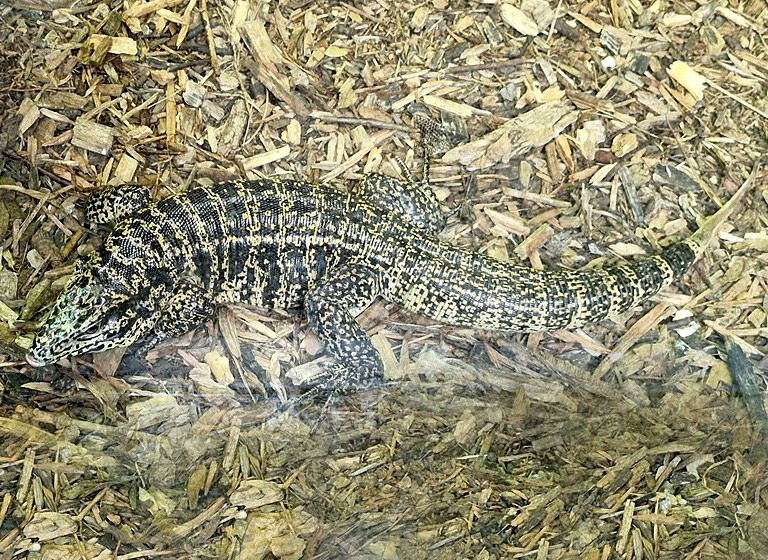 Colombian Black and White Tegu