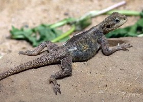 Peter's Rock Agama